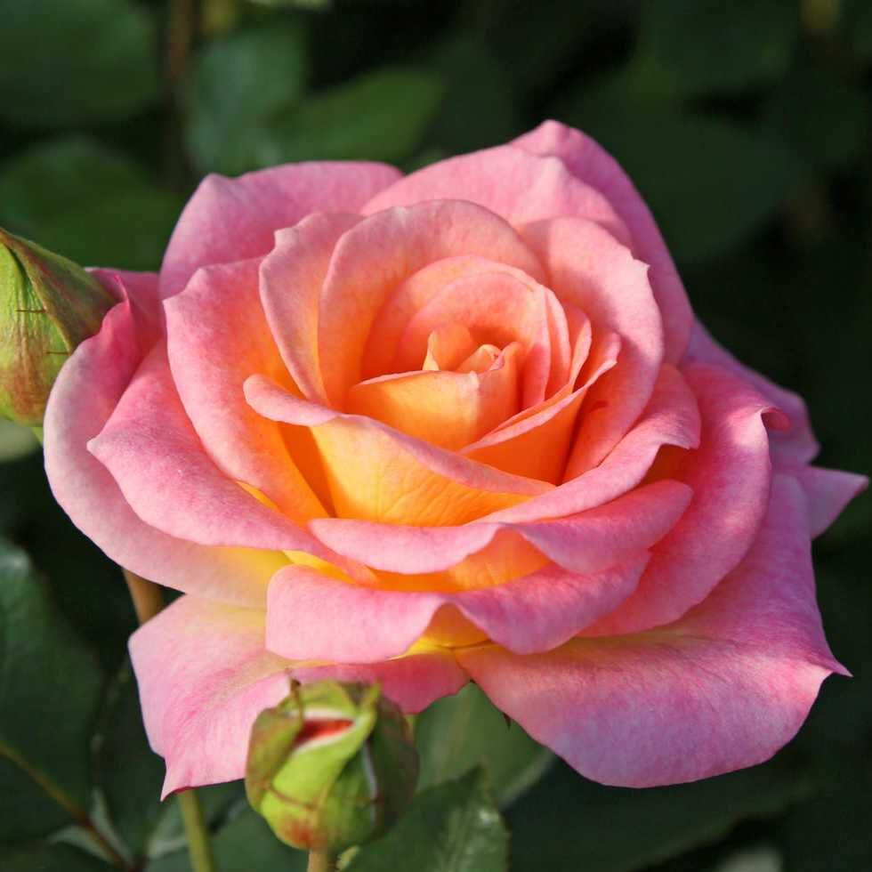 Декора (Dekora) НОВИНКА ШРАБ