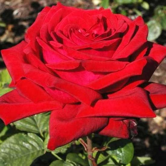 Алматинская (Almaаtinka) НОВИНКА ЧАЙНО-ГИБРИДНАЯ