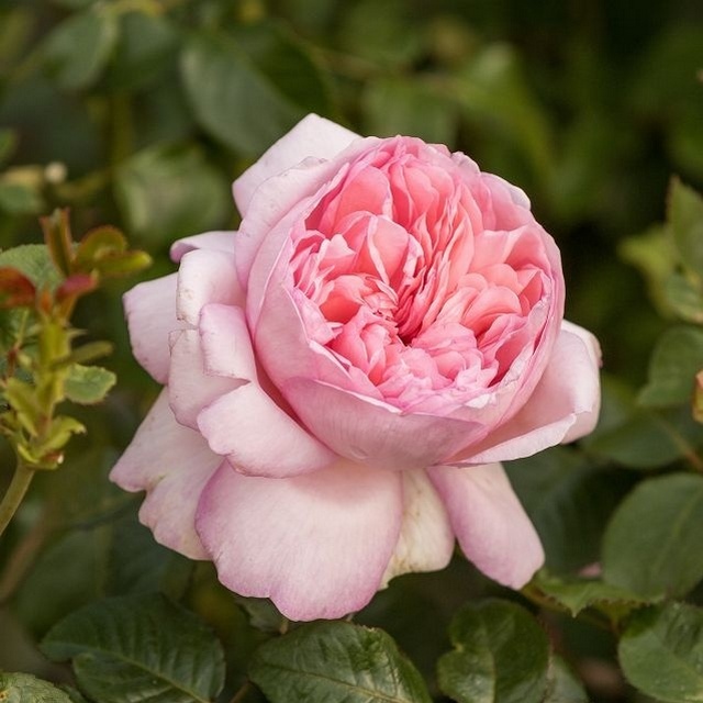 Мауриция (Mauritia) НОВИНКА ЧАЙНО-ГИБРИДНАЯ