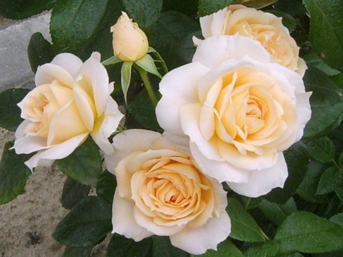 Лионс Роуз (Lions Rose) Купить саженцы роз от производителя
