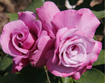 Аметиста (Ametista) НЕКОНДИЦИЯ