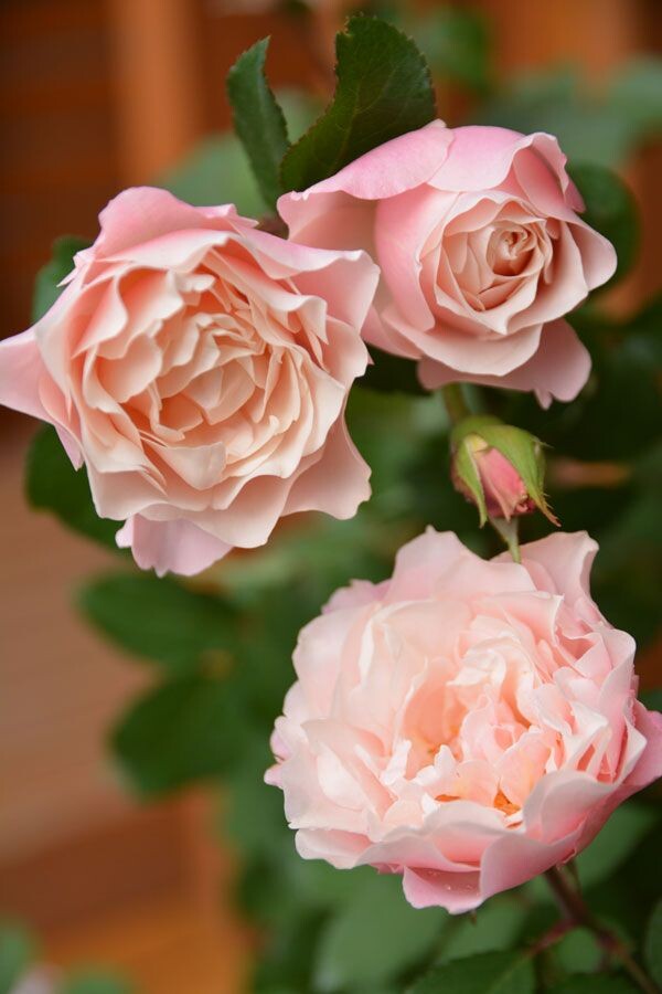 Дафна (Daphne) Восточный фарфор Японская роза (шрабы)