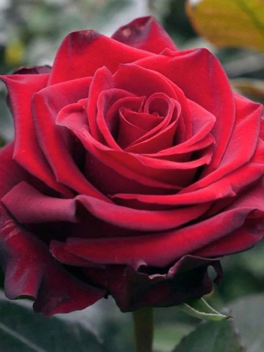 Эксплорер (Explorer) НОВИНКА ЧАЙНО-ГИБРИДНАЯ