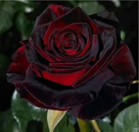 Блэк Баккара (Black Baccara) НЕКОНДИЦИЯ НОВИНКА ЧАЙНО-ГИБРИДНАЯ