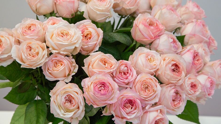 Анджи Романтика Свит (Angie Romantic Sweet) НОВИНКА ЧАЙНО-ГИБРИДНАЯ