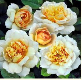 Марк-Антуан Шарпантье (Marc-Antoine Charpentier ) НЕКОНДИЦИЯ