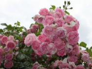 Жасмина (Jasmina) НЕКОНДИЦИЯ