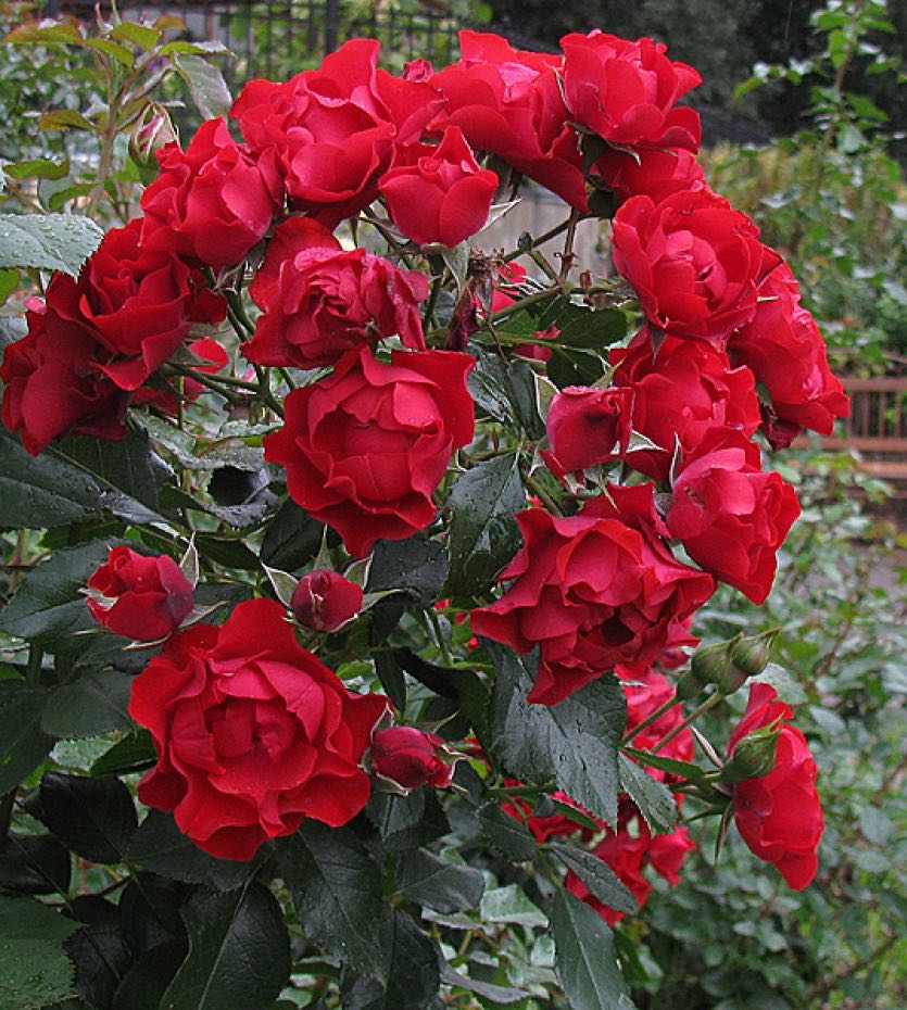 Блэк Форест Роуз (Black Forest Rose)