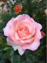 Свит Сири (Sweet Syrie) НОВИНКА НЕКОНДИЦИЯ