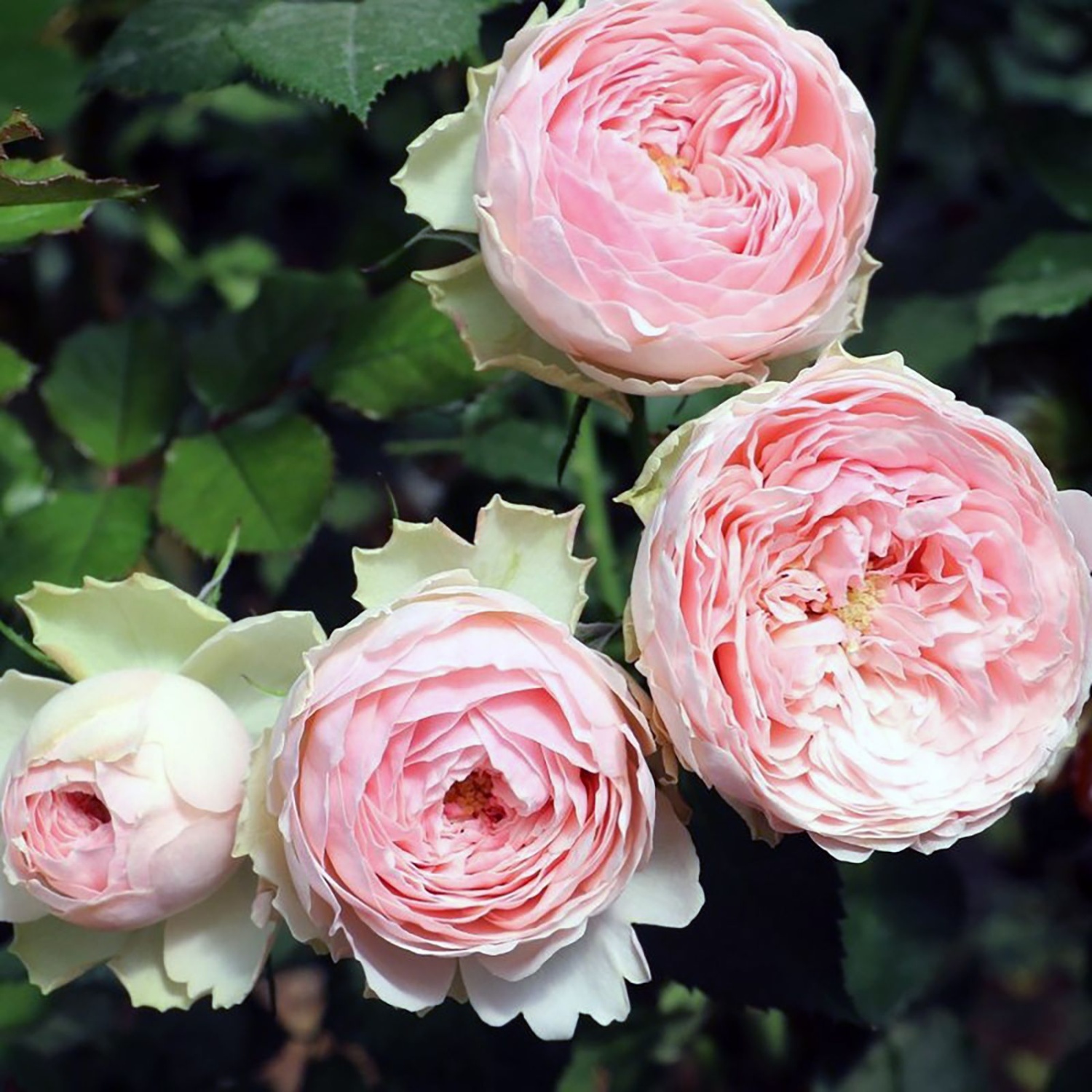 Мэнсфилд Парк (Mansfield Park) НОВИНКА СПРЕЙ