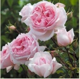 Зе Веджвуд Роуз (The Wedgwood Rose) НЕКОНДИЦИЯ