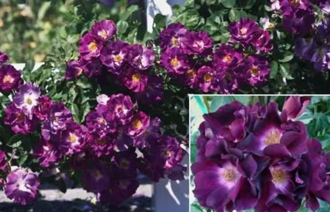 Найт Оул/Очи Совы (Night Owl) НОВИНКА ПЛЕТИСТЫЕ