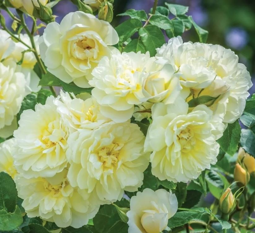 Иможен (Imogen) Английская роза