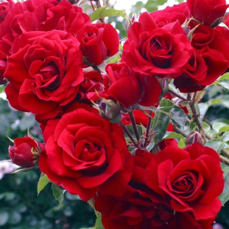 Лев Толстой (Lev Tolstoi) НОВИНКА ПЛЕТИСТАЯ