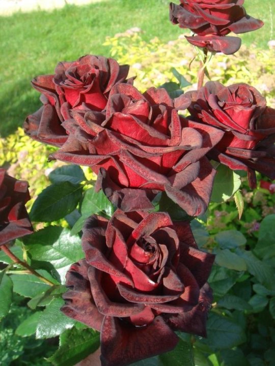 Баркароле (Barkarole) НОВИНКА ЧАЙНО-ГИБРИДНАЯ