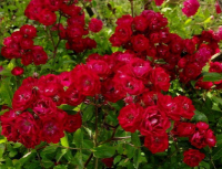 Фейри Данс (Fairy Dance) НЕКОНДИЦИЯ