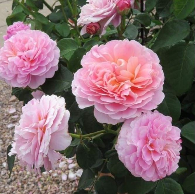 Юстасия Вай (Eustacia Vye) НОВИНКА АНГЛИЙСКИЕ НЕКОНДИЦИЯ