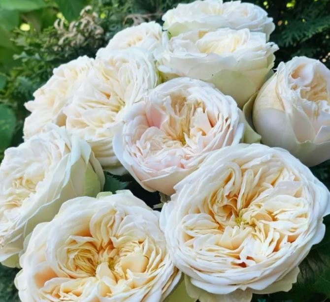 Евгения (Eugenie) НЕКОНДИЦИЯ