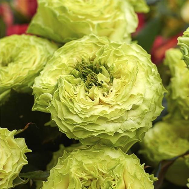 Дениз (Deniz) НОВИНКА ЧАЙНО-ГИБРИДНАЯ