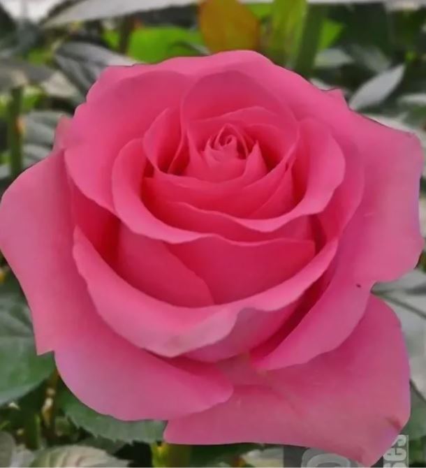 Пинк Мартини (Pink Martini) НОВИНКА ЧАЙНО-ГИБРИДНАЯ НЕКОНДИЦИЯ