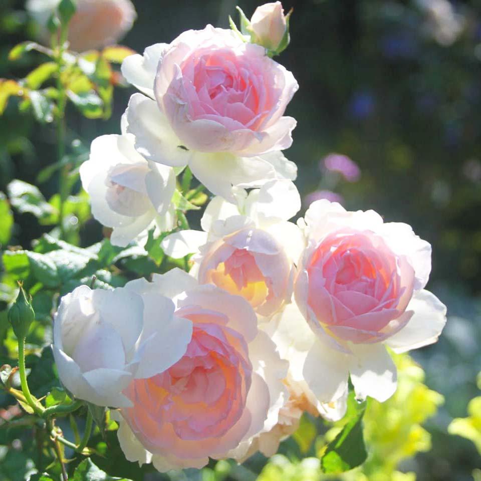 Шарифа Асма (Sharifa Asma) НОВИНКА АНГЛИЙСКИЕ