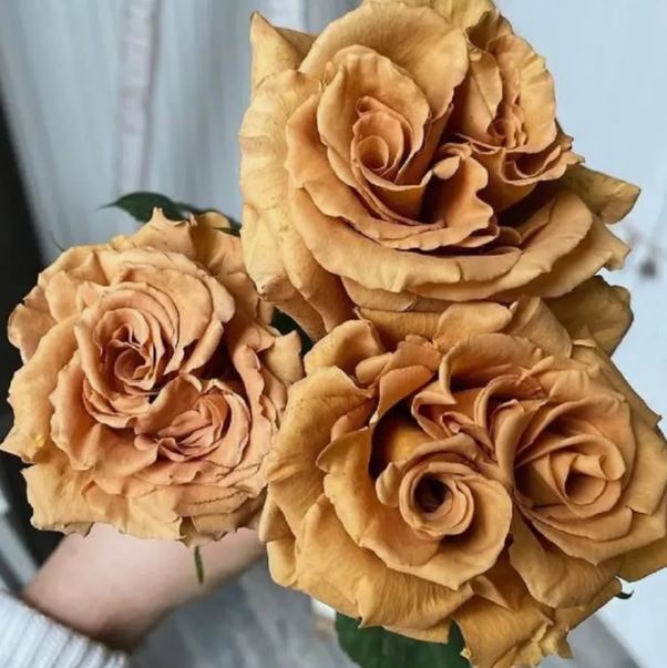 Тоффи (Toffee) НОВИНКА ЧАЙНО-ГИБРИДНАЯ