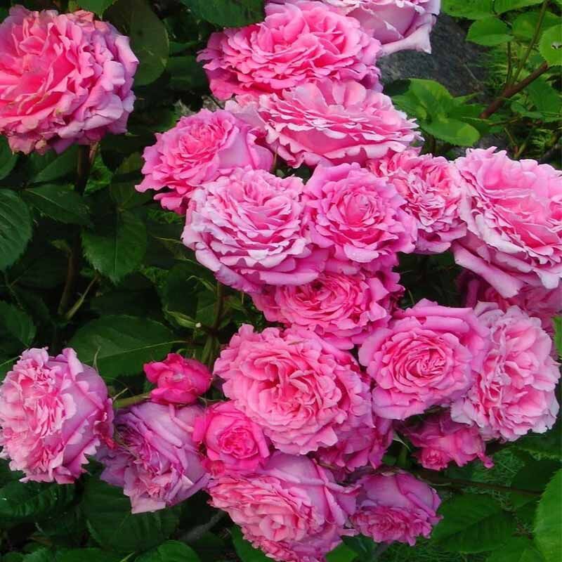 Бьенвеню (Bienvenue) НОВИНКА ПЛЕТИСТЫЕ