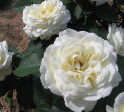 ЖаннА Моро (Jeanne Moreau) НЕКОНДИЦИЯ