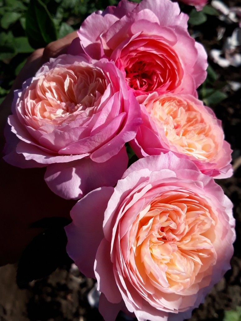 Констанц ( Constance) Английская роза