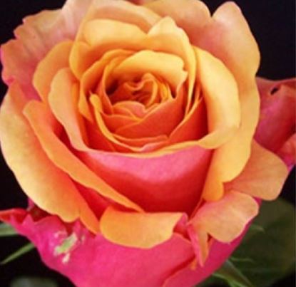 Черри бренди (Cherry Brandy) НЕКОНДИЦИЯ