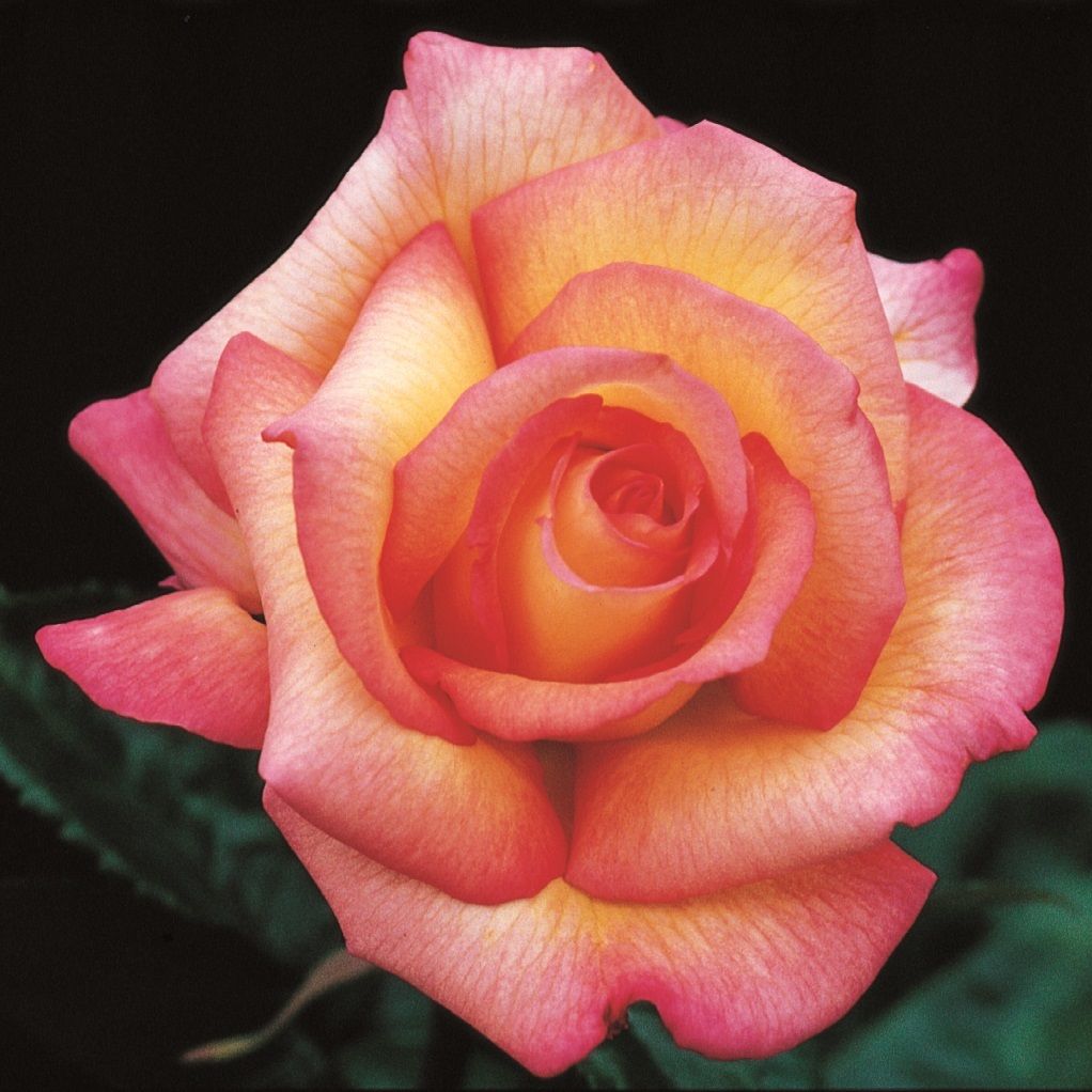 Шейлас Парфюм (Sheilas's Parfum) НОВИНКА ФЛОРИБУНДА