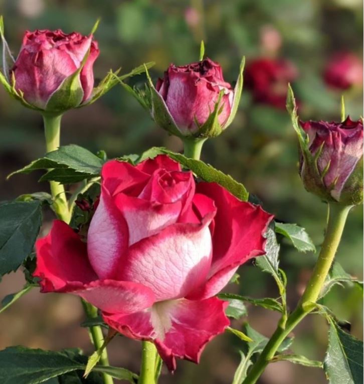 Эсмеральда (Esmeralda)  НОВИНКА ФЛОРИБУНДА НЕКОНДИЦИЯ