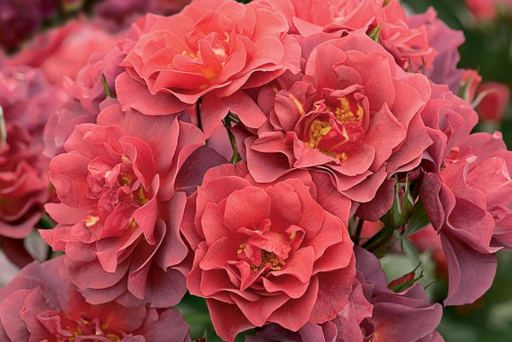 Синко де Майо ( Cinco de Mayo) НЕКОНДИЦИЯ