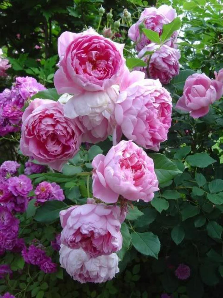 Зе Инджиниэс Мистер Фэрчайлд (The Ingenious Mr. Fairchild) НОВИНКА АНГЛИЙСКИЕ