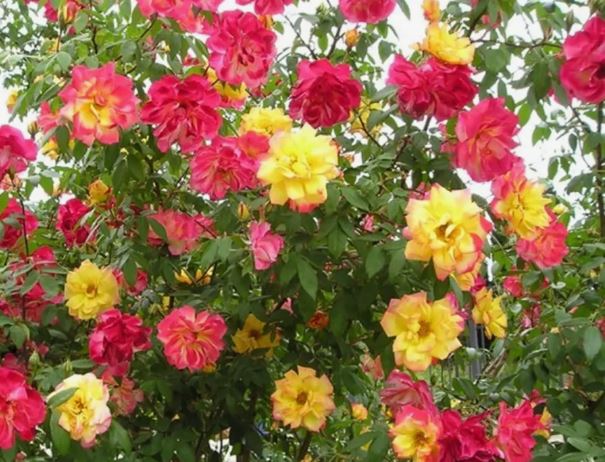 Полька Бабочка (Polka Babochka) НОВИНКА ПЛЕТИСТАЯ