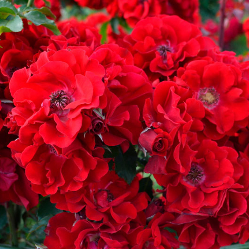 Ротер Корсар (Roter Korsar) НОВИНКА ШРАБ