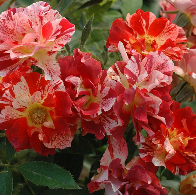 Саммер Лодж (Summer Lodge) НЕКОНДИЦИЯ