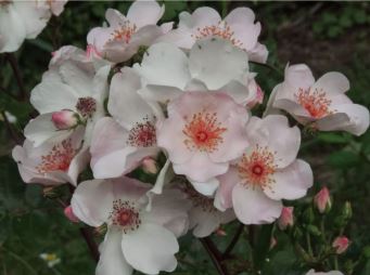 Астрономия (Astronomia) НЕКОНДИЦИЯ