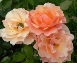 Вумен'с Чойс (Women's Choice) НЕКОНДИЦИЯ