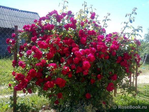 Симпати (Sympathie) НЕКОНДИЦИЯ