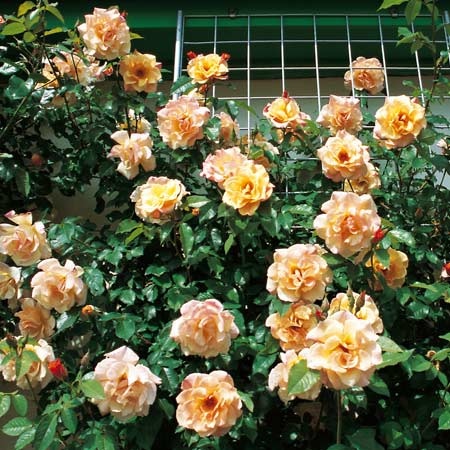 Мунлайт (Moonlight) плетистая роза купить саженцы роз в болгороде