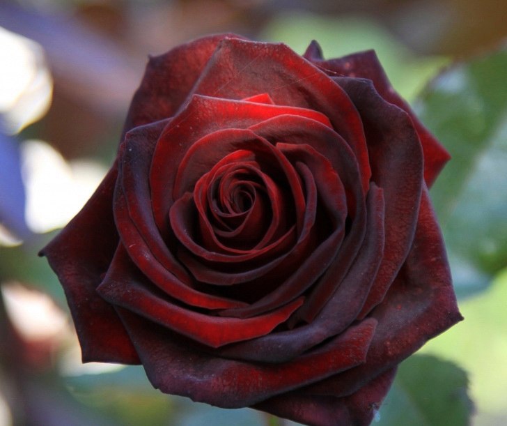 Чёрная Магия ( Rose Black Magic )