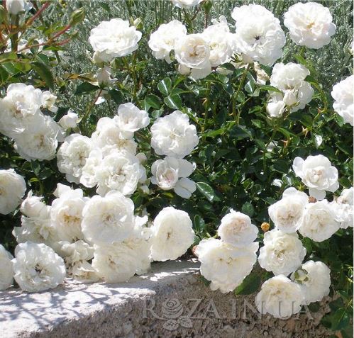 Суони (Swany) НЕКОНДИЦИЯ