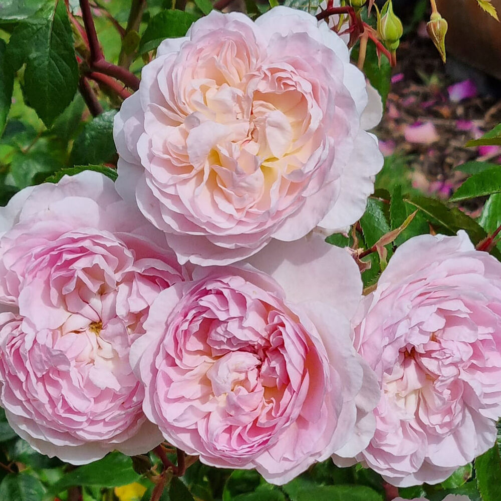 Сайлас Марнер (Silas Marner) НОВИНКА АНГЛИЙСКАЯ