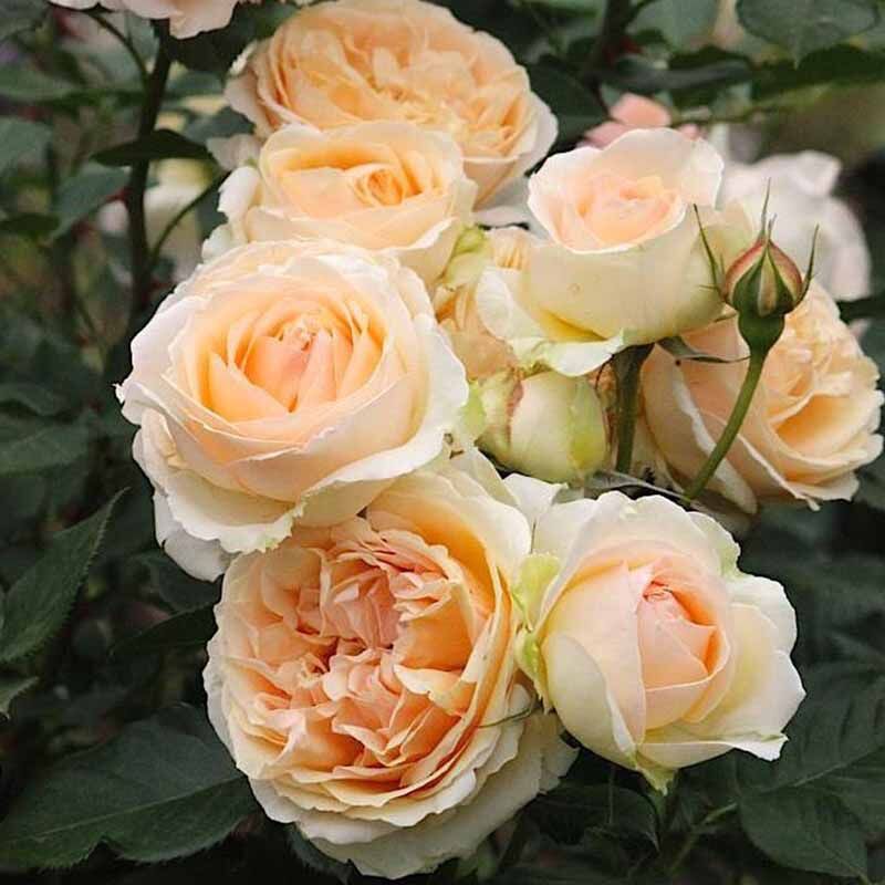 Женевьев Орси (Genevieve Orsi) НОВИНКА ФЛОРИБУНДА