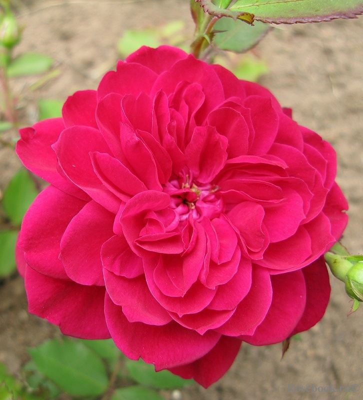 Квадра (Quadra) Канадская роза (шрабы)