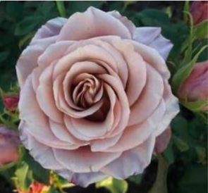 Мэджик Сильвер (Magic Silver) НЕКОНДИЦИЯ