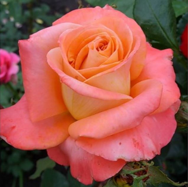 Экзотика (Exotica) НЕКОНДИЦИЯ