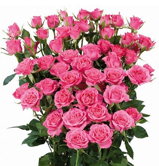 Сильвер Джуел (Silver Jewel) НЕКОНДИЦИЯ