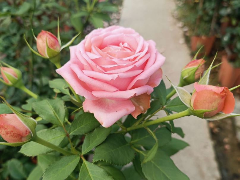 Бижу Корейл (Bijou Corail) НОВИНКА ЧАЙНО-ГИБРИДНАЯ